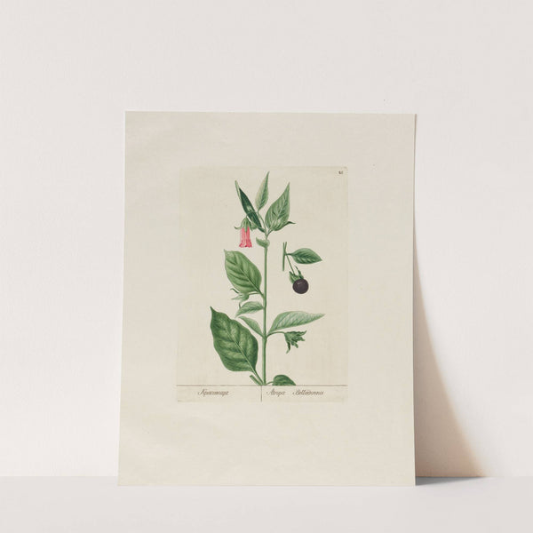 Atropa Belladonna (1797–1810) by Petr Martynovich Gofman