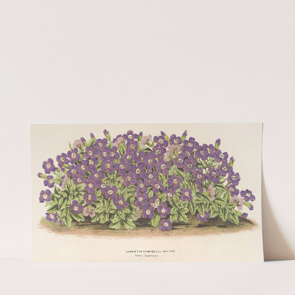 Aubrietia Campbelli (var.) (1854-1896) by Charles Antoine Lemaire