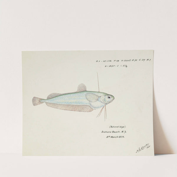 Auchenoceros punctatus (NZ) : Ahuru by Frank Edward Clarke