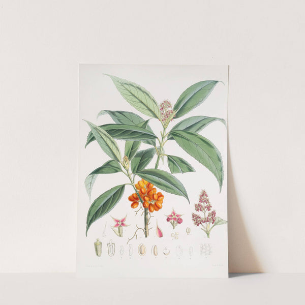 Aucuba Himalaica, H.f. et T. (1855) by Walter Hood Fitch