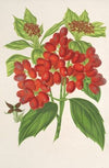 Aucuba japonica Thunb. en fruits