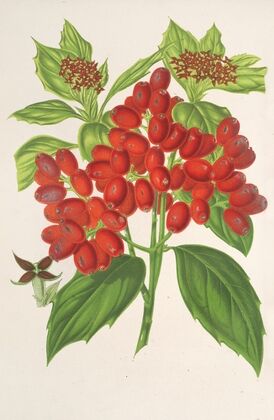 Aucuba japonica Thunb. en fruits