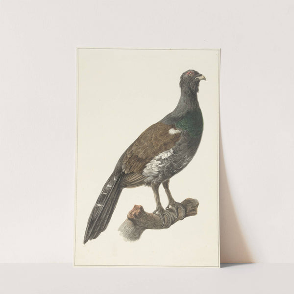 Auerhaan by Pieter Pietersz. Barbiers