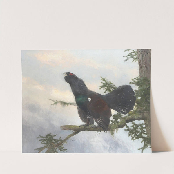 Auerhahn by Josef Schmitzberger