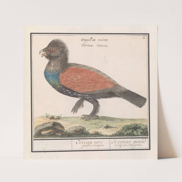 Auerhoen (Tetrao urogallus) (1596-1610) by Anselmus Boëtius de Boodt