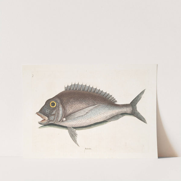 Aurata, The Porgy. by Mark Catesby