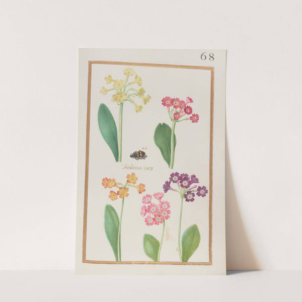 Auricula urcy (1624) by Daniel Rabel