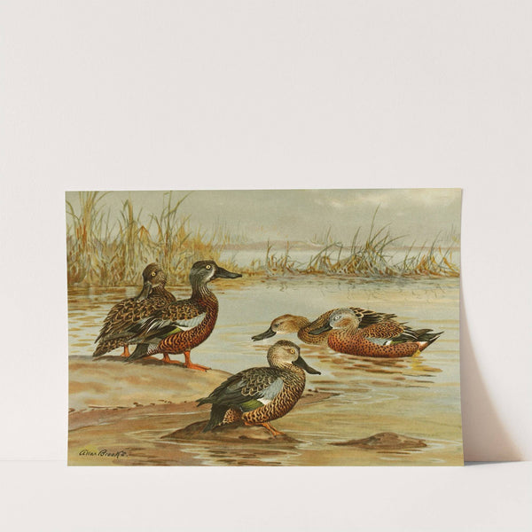 Australian Shoveller, South African Shoveller, Red Shoveller (1922-1926) by Allan Brooks