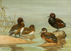 Australian White-Eyed Duck, Southern Pochard