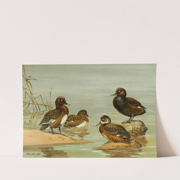 Australian White-Eyed Duck, Southern Pochard (1922-1926) by Allan Brooks