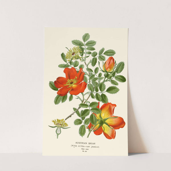 Austrian Briar (1896-1897) by Edward Step