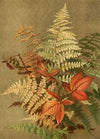 Autumn Ferns