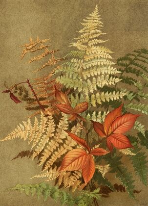 Autumn Ferns