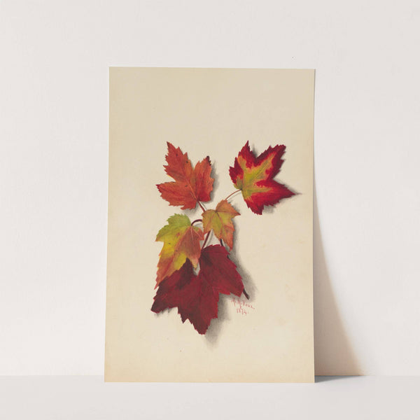 Autumn Leaves (1874) by Mary Vaux Walcott