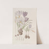 Autumnal Crocuses (1815-1819) by Sydenham Edwards