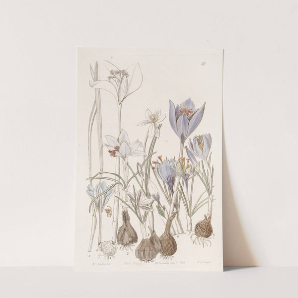 Autumnal Crocuses. by Sydenham Edwards