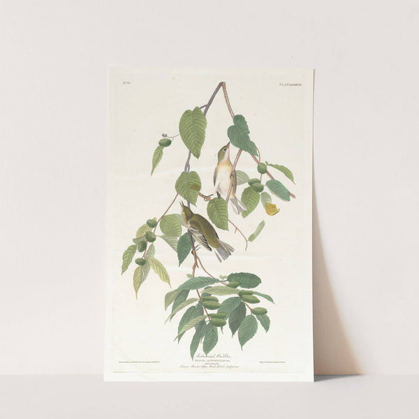 Autumnal warbler by John James Audubon