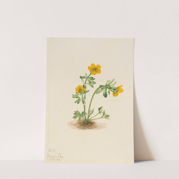 Avalanche Buttercup (Ranunculus suksdorfii) (1919) by Mary Vaux Walcott