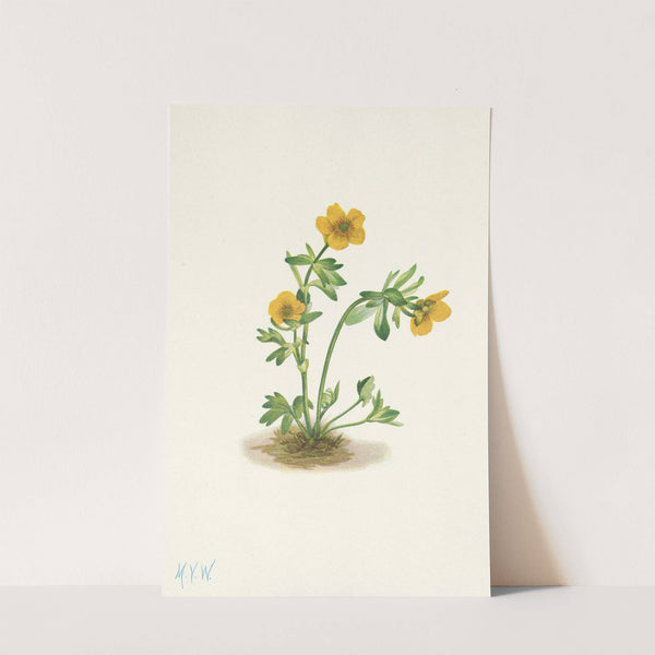 Avalanche Buttercup. Ranunculus suksdorfii (1925) by Mary Vaux Walcott