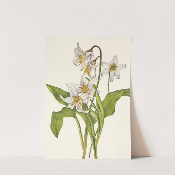 Avalanche-lily. Erythronium montanum (1925) by Mary Vaux Walcott