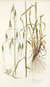 Avena sterilis