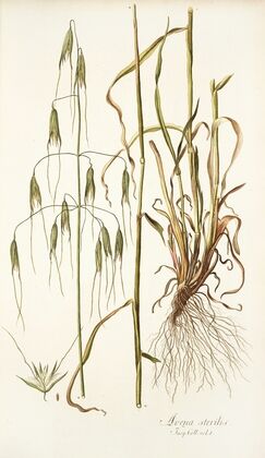 Avena sterilis