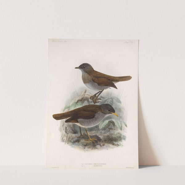 Aves Pl 01 by Frederick DuCane Godman