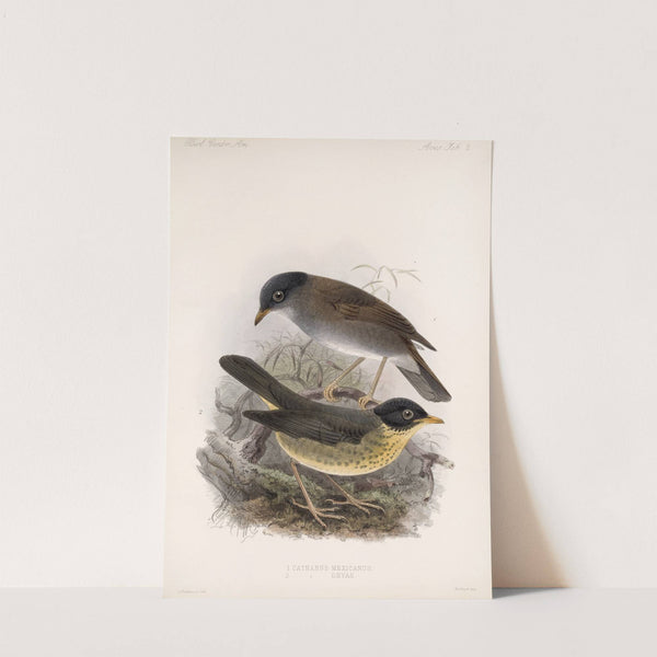 Aves Pl 02 by Frederick DuCane Godman