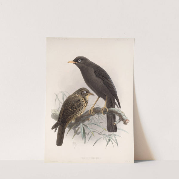 Aves Pl 04 by Frederick DuCane Godman