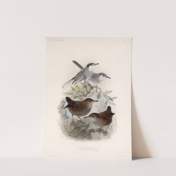 Aves Pl 05 by Frederick DuCane Godman