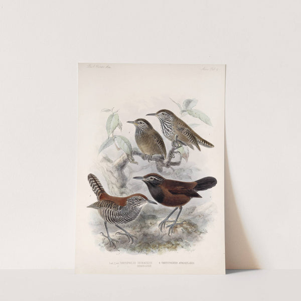 Aves Pl 06 by Frederick DuCane Godman