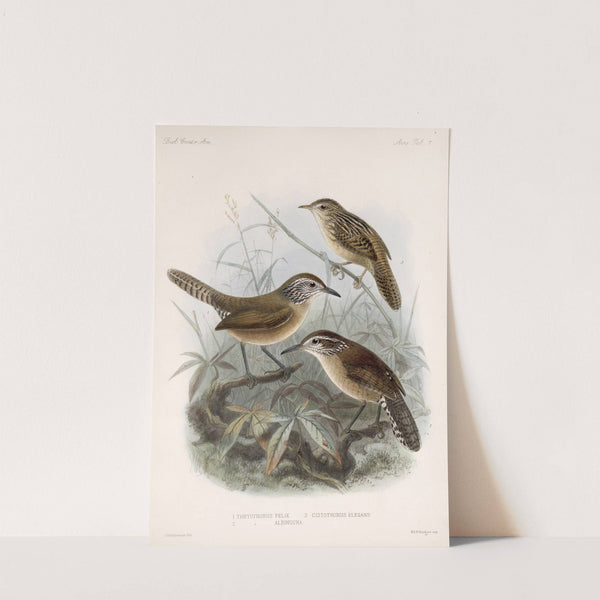 Aves Pl 07 by Frederick DuCane Godman