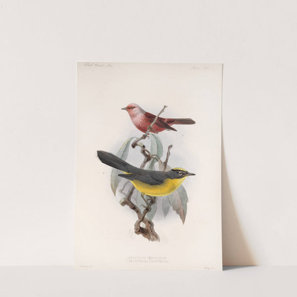 Aves Pl 11 by Frederick DuCane Godman