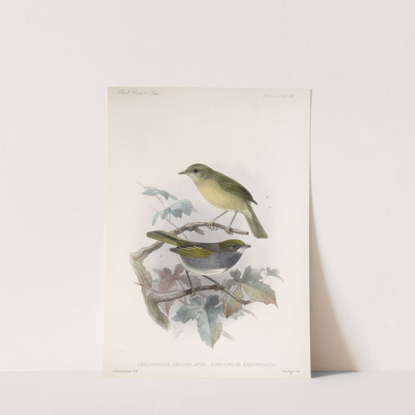 Aves Pl 13 by Frederick DuCane Godman