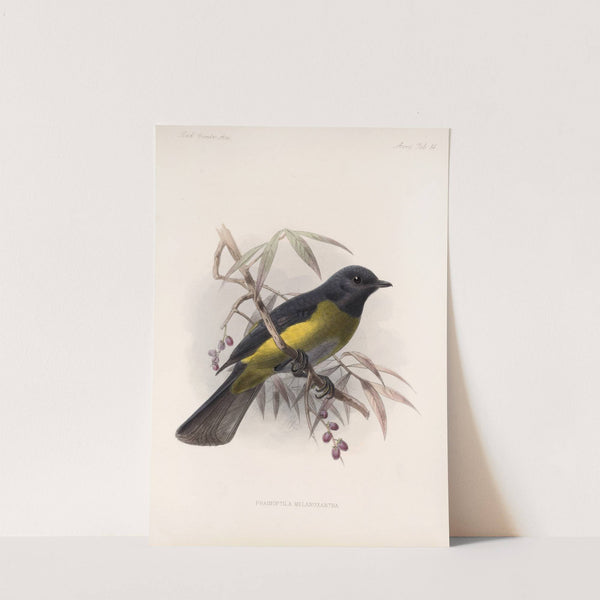 Aves Pl 14 by Frederick DuCane Godman