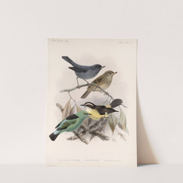 Aves Pl 16 by Frederick DuCane Godman