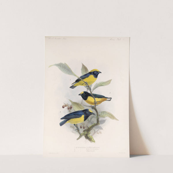 Aves Pl 17 by Frederick DuCane Godman