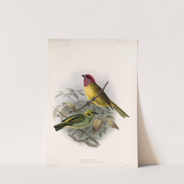 Aves Pl 18 by Frederick DuCane Godman