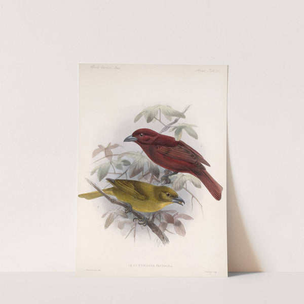 Aves Pl 20 by Frederick DuCane Godman