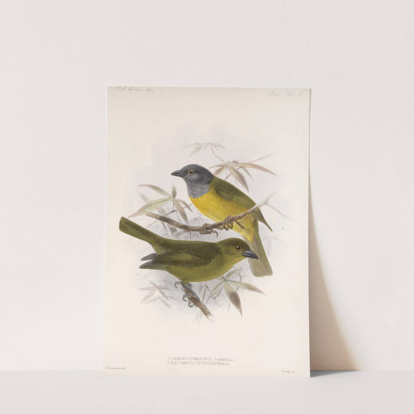 Aves Pl 21 by Frederick DuCane Godman