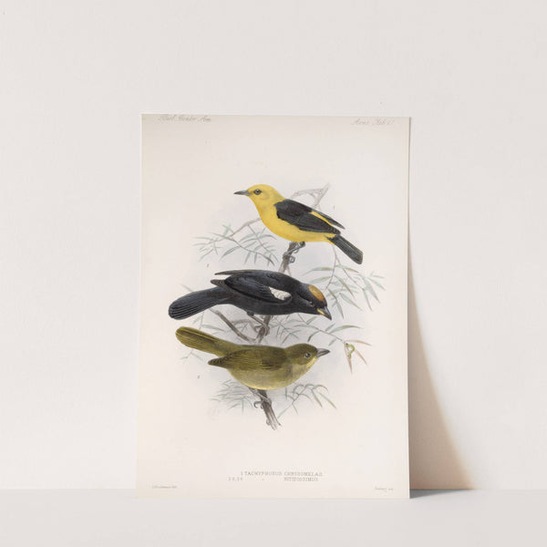 Aves Pl 22 by Frederick DuCane Godman