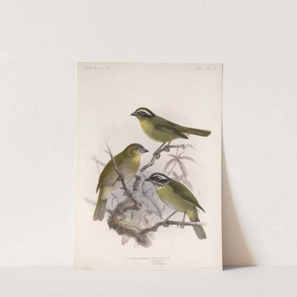 Aves Pl 23 by Frederick DuCane Godman