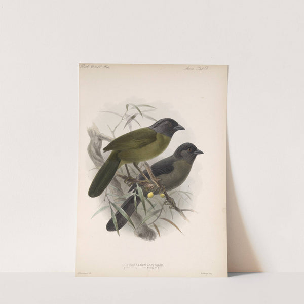 Aves Pl 24 by Frederick DuCane Godman