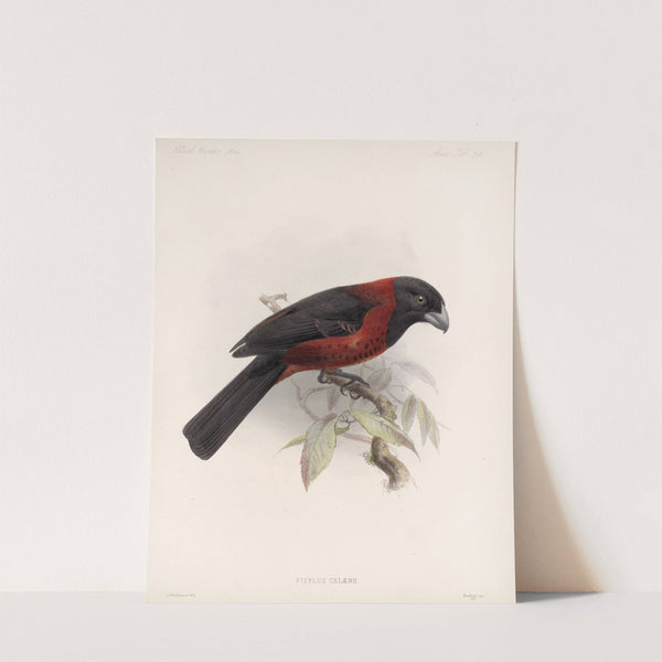 Aves Pl 25 by Frederick DuCane Godman