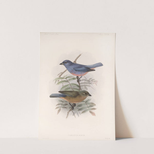 Aves Pl 26 by Frederick DuCane Godman