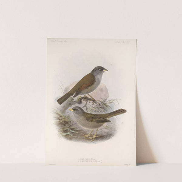 Aves Pl 27 by Frederick DuCane Godman