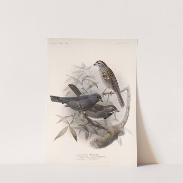 Aves Pl 28 by Frederick DuCane Godman