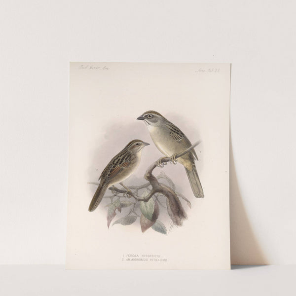 Aves Pl 29 by Frederick DuCane Godman