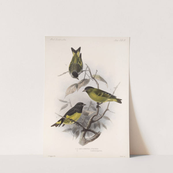 Aves Pl 32 by Frederick DuCane Godman