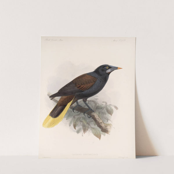 Aves Pl 33 by Frederick DuCane Godman